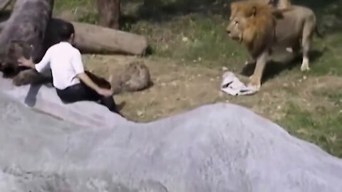 Crazy Man Entered The Lions Cage in Taipei Zoo Horrible News Video of man vs Lion