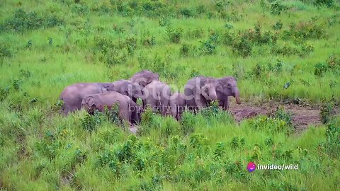 Elephant Crisis The KZN South Africa Wildlife Conflict 2023 (12-13 #elephant #news