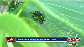 Japanese Beetles in Nebraska