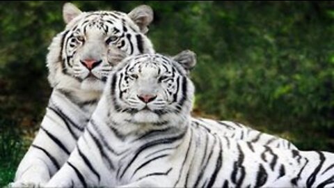 The white tiger is an exotic animal