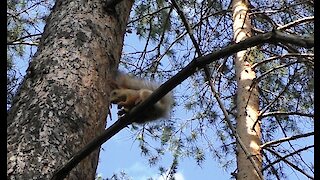 Squirrel - master of Wushu