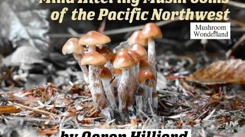 Mind Altering Mushrooms of the Pacific Northwest