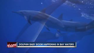 Scientists see spike in baby dolphins in Tampa Bay area