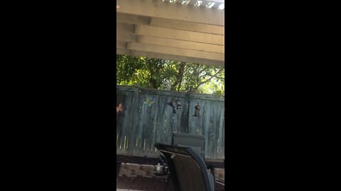 Hawk Attacks Pigeon (Backyard)