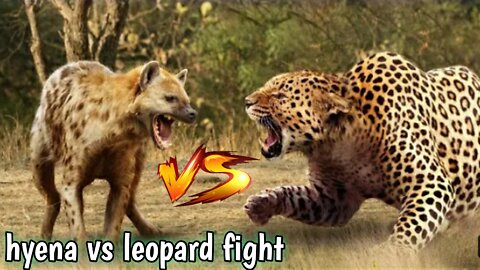 Hyena vs leopard fight || 🐅🐆