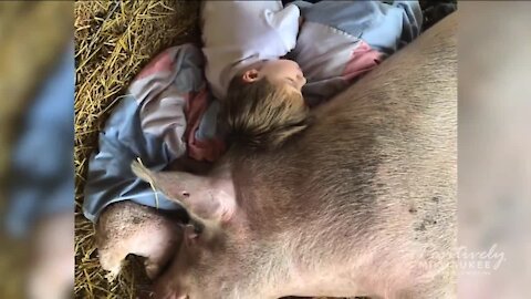 How serendipity brought a piglet and 6-year-old together to heal each other's hearts