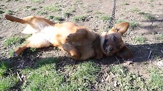 This Little Brown Dog Wants Belly Scratches and to Play