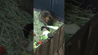 The baby Guinea pig Pepper