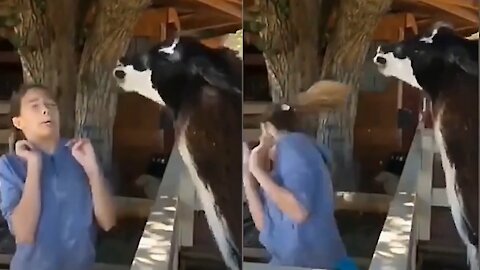 llama doesn't like the girl and spits in her face