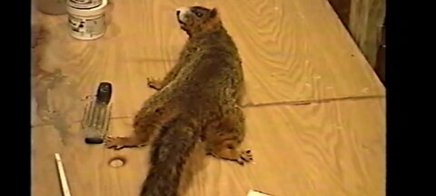 Squirrel Taxidermy A-Z