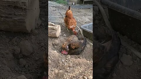 Chicken taking a dust bath (Turken chicken) #shorts