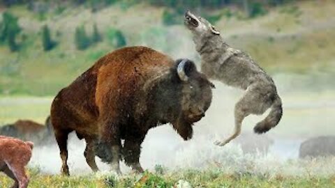 "Top 10 Most Dangerous N. American Animals - Bears, Puma, Lynx, Alligator, Wolves and other Animals"