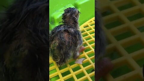 Freshly hatched guinea fowl keets. Still wet