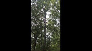 How to Climb a Tree without Branches