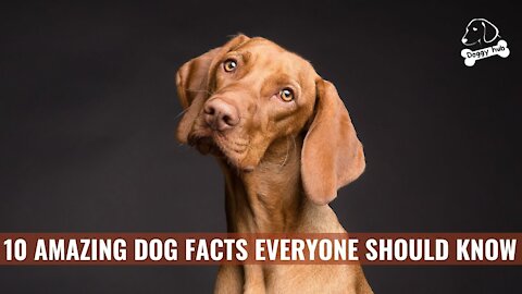 10 AMAZING DOG FACTS EVERYONE SHOULD KNOW| Doggy Hub