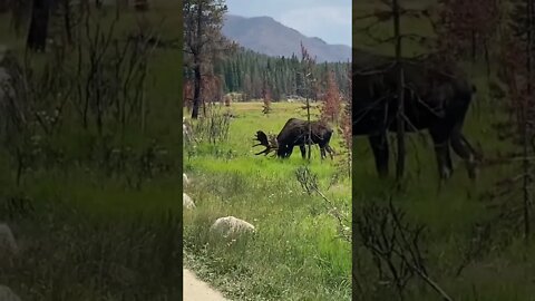 Moose Rocky Mountain National Park #shorts #nature