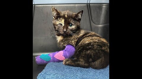 She was found near the road after being hit by a car in a terrible condition