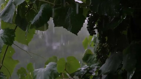 Relaxing Rain in the Forest - Tranquil Scenery - Nature Sounds #rain #rainsounds #relaxing