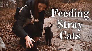 Feeding Stray Cats 😺 Delicious Chicken Feast For Feral Felines