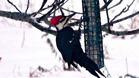 New birdfeeder attracts three woodpecker species within minutes