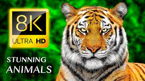 The Stunning World of Animals 8K VIDEO ULTRA HD HDR / 8K TV