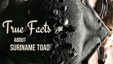 True facts about the Suriname Toad