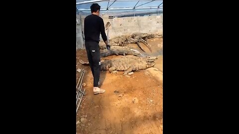 crocodile farm