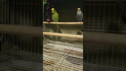 Budgie Parrot Dancing To Staying Alive 😂😎 #budgies #shorts #parakeets #birds #youtubeshorts