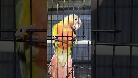 Dancing Pineapple Conure l #shorts l My Cute Puku