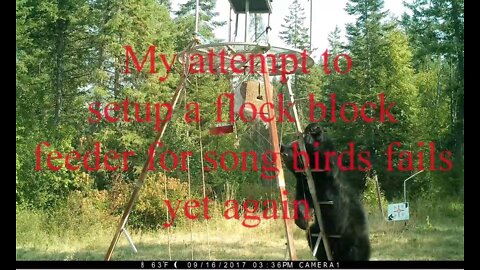 Failed Bear-proof bird feeder