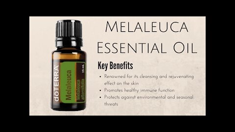 Melaleuca Essential Oil Review Doterra