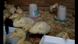 Small Leghorn Chick makes the Duckling Jump