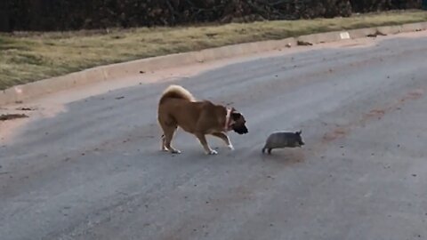 Dog tries to Play with Armadillo! Hilarious!