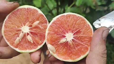 laranja de polpa vermelha você conhece colheita e degustação da laranja sanguínea