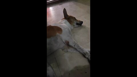 Dog ignores the owner and refused to wake up