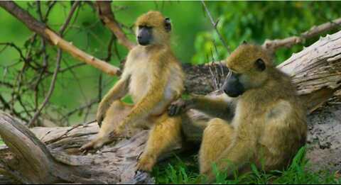 Pair of Monkeys Sitting in the Shade