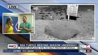 Expert tips to keep in mind as sea turtle nesting season continues in SWFL