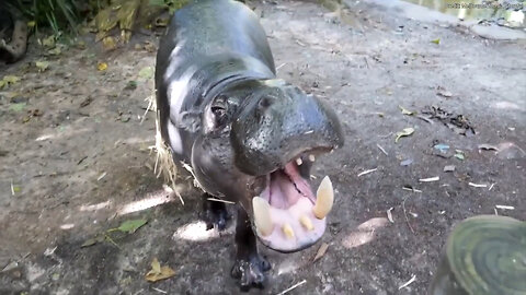 Zoo Hippo Enjoys Relaxing Spa Day Including Pedicure And Massage