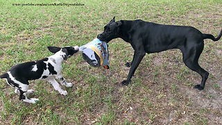 Great Danes Play With Halloween Costume After Opening Package