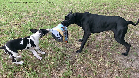Great Danes Play With Halloween Costume After Opening Package