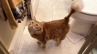 Curious Cat Inspects DIY Bedroom & Bathroom Decorations & Renos