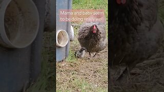 surprise chick is doing great! #chicken #homestead #chickenfarm #farmlife #farm #video #shorts