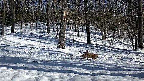 A couple cats passing by, deer drinking and munching in the snow