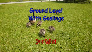 Ground Level With Goslings – It’s Wild