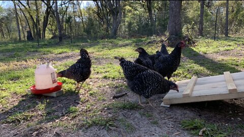 Chickens love shiny objects! -Short video