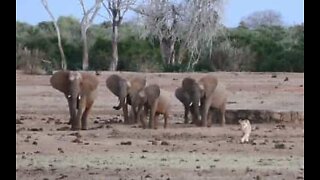 Elefantes perseguem leoa em parque no Quênia