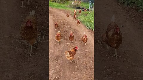 Why Did The Chicken Cross The Road? #farmlife #chooks #chickens