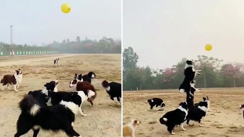 Border collies all excited play with gas balloon