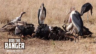 Vultures And Marabou Storks Feeding | Lalashe Maasai Mara Safari