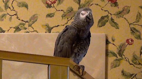 Parrot wants to know where is the US stimulus money